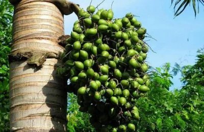 ​为什么槟榔第一口汁要吐掉（揭秘其中的根本原因）