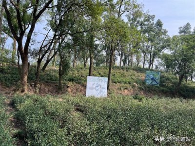 ​岳阳——君山茶园