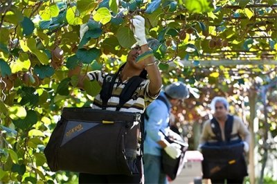 ​在新西兰工作，我后悔中？