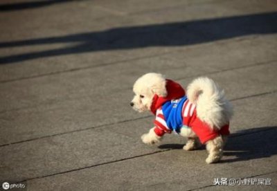 ​怎么样让马犬适应新主人，怎么让马犬信任你