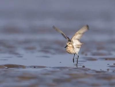 寒江独钓图，马远寒江独钓图赏析？图3