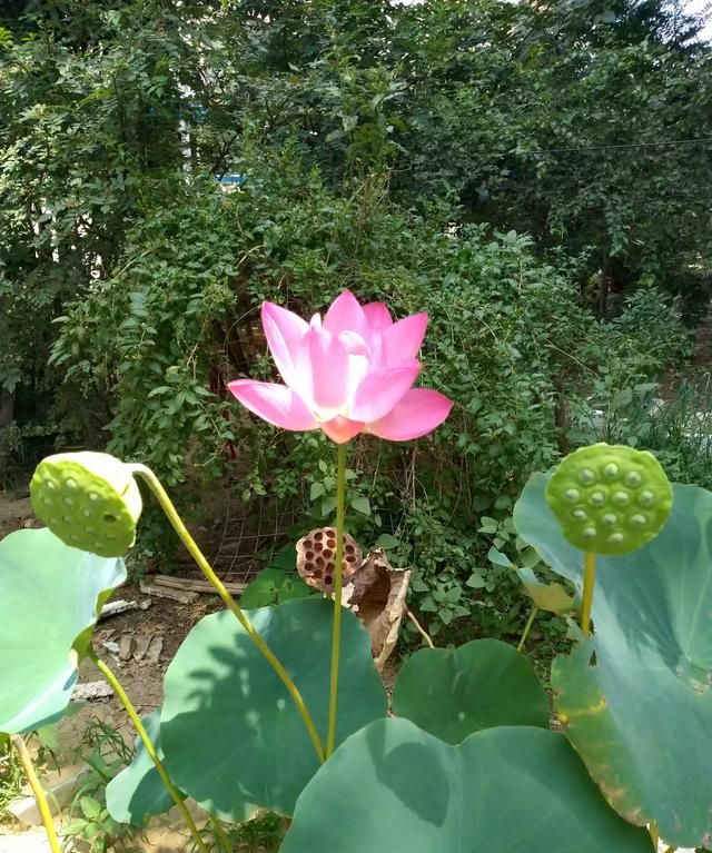 寒江独钓图，马远寒江独钓图赏析？图5