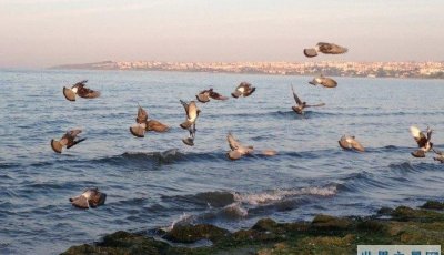 ​世界上最小的海，世界上盐度最小的海叫什么？