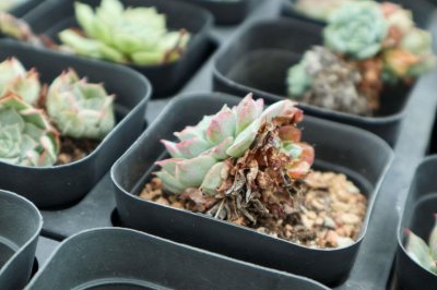 ​这7种多肉，夏天千万别断水，否则秋天全玩儿完！