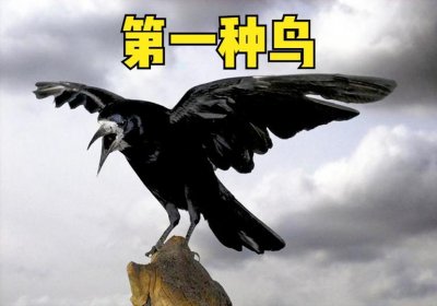 ​鸟飞进家里是什么预兆（鸟飞进屋是不是有喜事间降临）