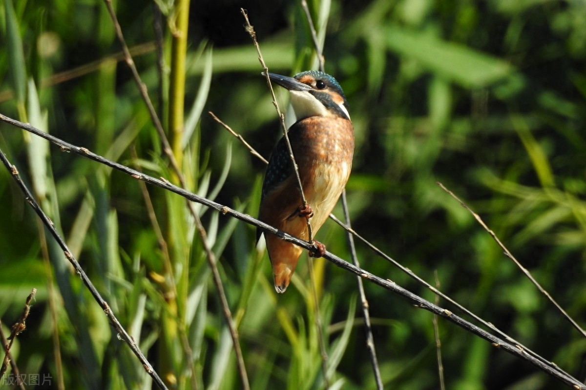 翠鸟，颜色鲜艳，小巧而精致，自带了美貌加成，就是可惜没有见过