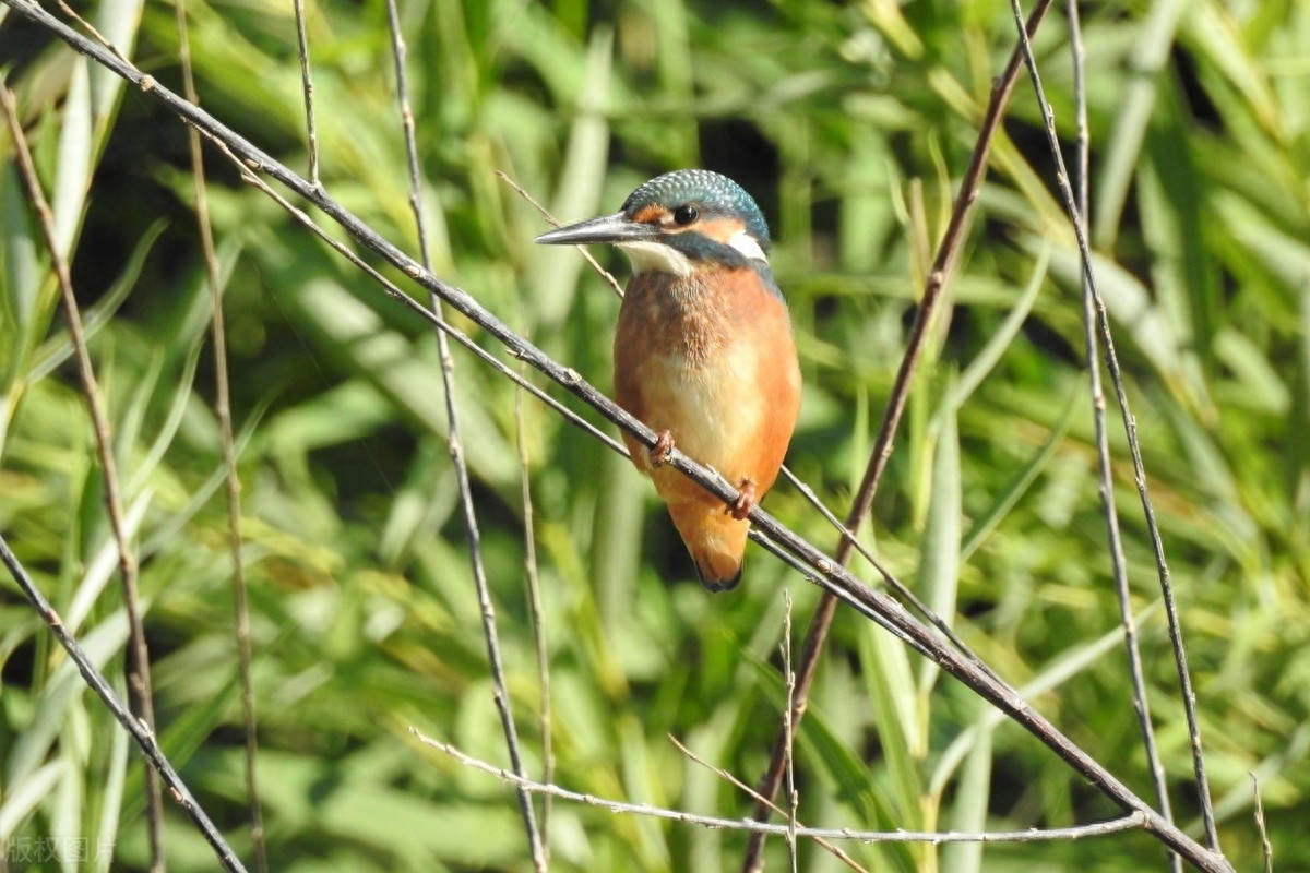 翠鸟，颜色鲜艳，小巧而精致，自带了美貌加成，就是可惜没有见过