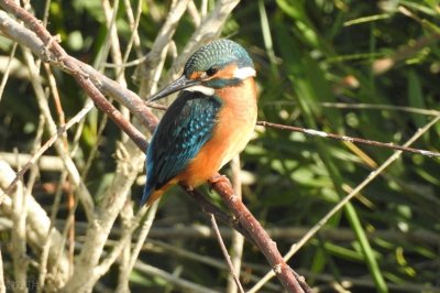 ​翠鸟，颜色鲜艳，小巧而精致，自带了美貌加成，就是可惜没有见过