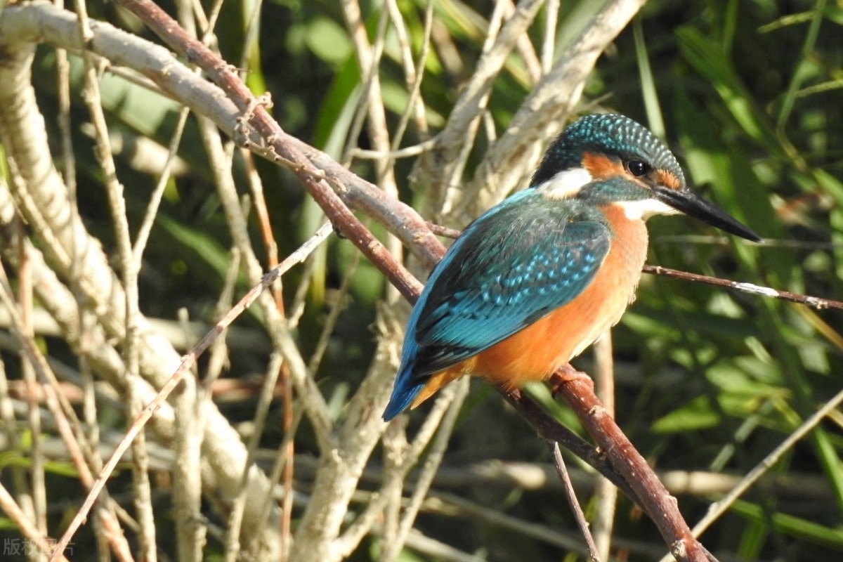 翠鸟，颜色鲜艳，小巧而精致，自带了美貌加成，就是可惜没有见过
