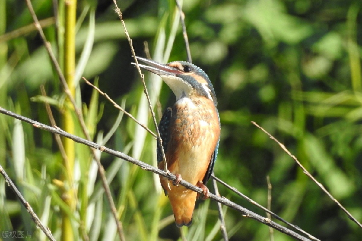 翠鸟，颜色鲜艳，小巧而精致，自带了美貌加成，就是可惜没有见过