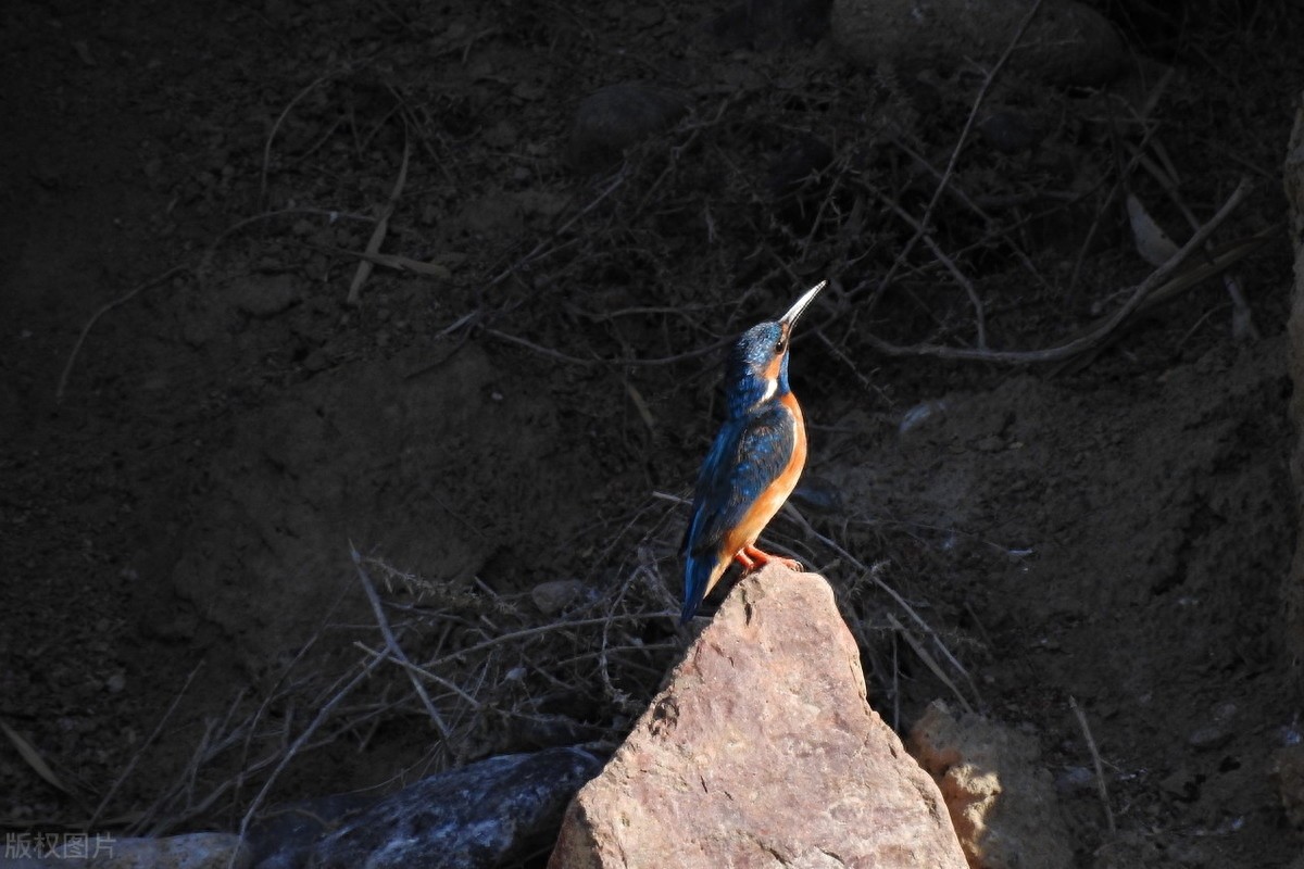 翠鸟，颜色鲜艳，小巧而精致，自带了美貌加成，就是可惜没有见过