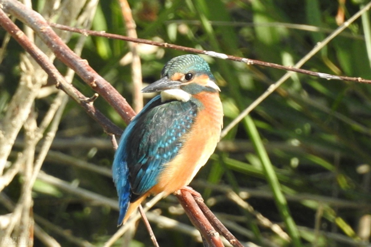 翠鸟，颜色鲜艳，小巧而精致，自带了美貌加成，就是可惜没有见过