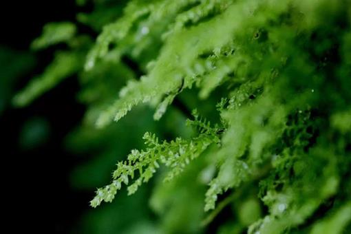 背诵二十四节气歌