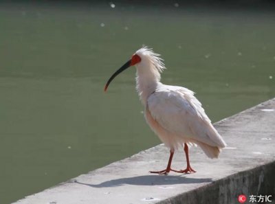 ​陕西商洛首次发现珍稀鸟类朱鹮