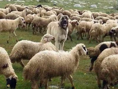 ​世界第一猛犬，坎高犬大战大灰狼，场面惨烈，让人直冒冷汗