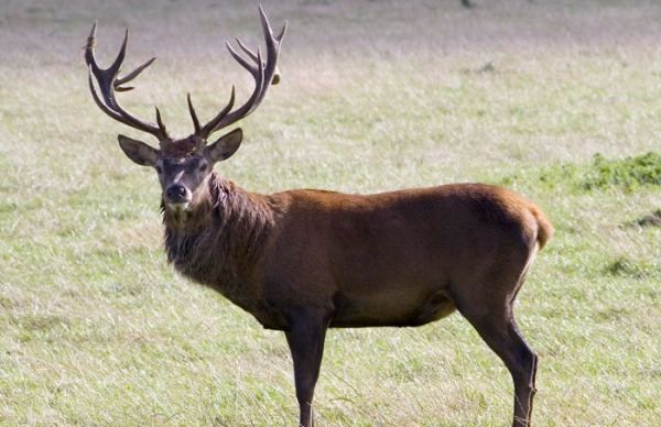 四不像是什么动物,四不像是什么动物图3