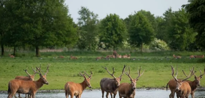 ​四不像是什么动物,四不像是什么动物