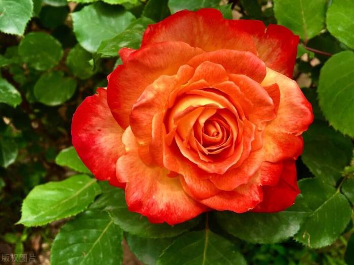 一直都在（一直都在我心里）