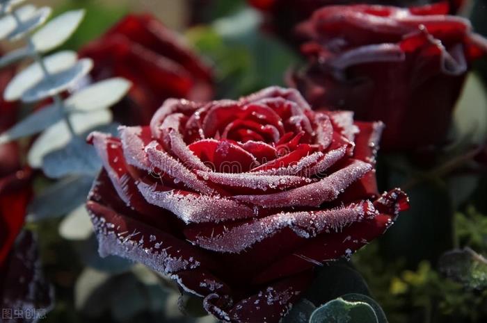 一直都在（一直都在我心里）