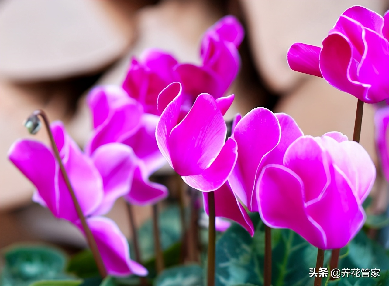 二月开的花都有什么花（10种二月盛开的鲜花介绍）