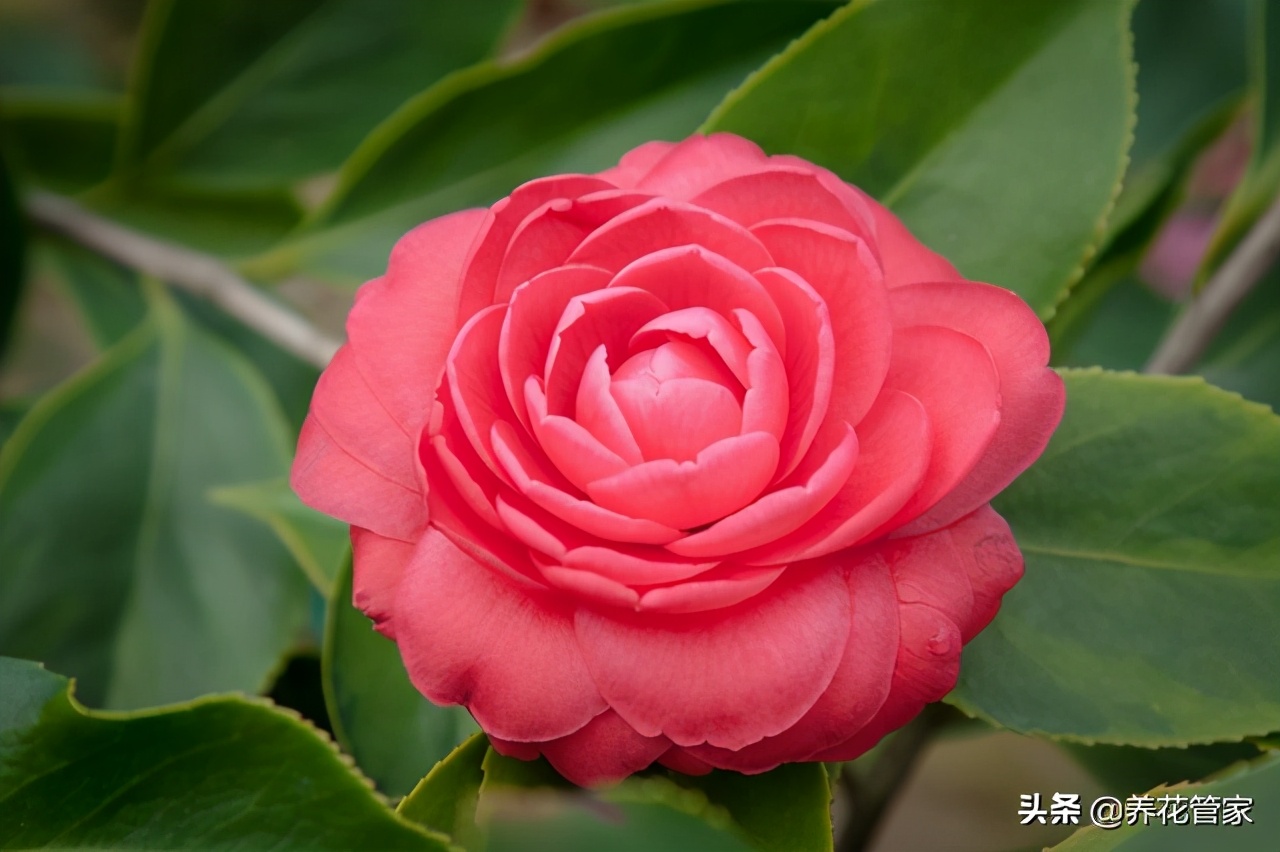 二月开的花都有什么花（10种二月盛开的鲜花介绍）