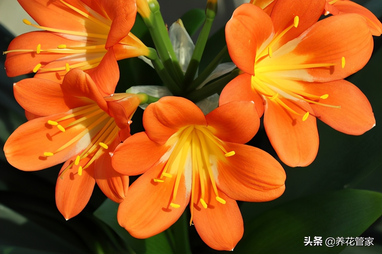 二月开的花都有什么花（10种二月盛开的鲜花介绍）