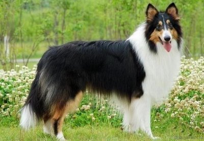 ​长毛狗狗品种有哪些（盘点毛发比身高还长的十种狗）