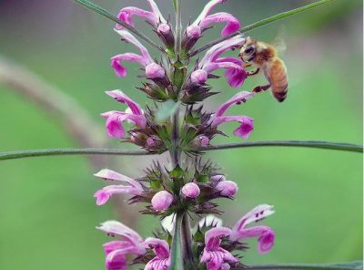 ​益母草可以多喝吗 男性可以食用益母草吗