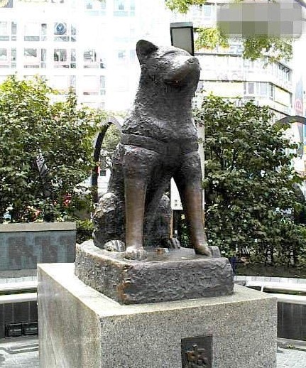 忠犬八公等待主人的真实照片曝光，下雪天还在原地！