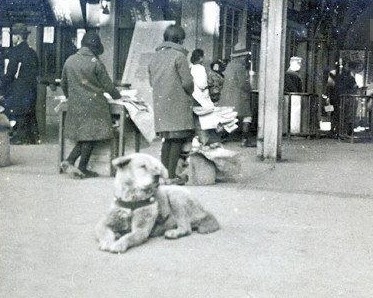 忠犬八公等待主人的真实照片曝光，下雪天还在原地！