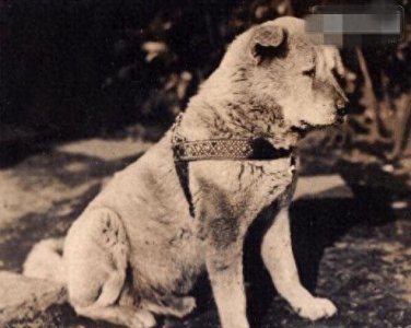 ​忠犬八公等待主人的真实照片曝光，下雪天还在原地！