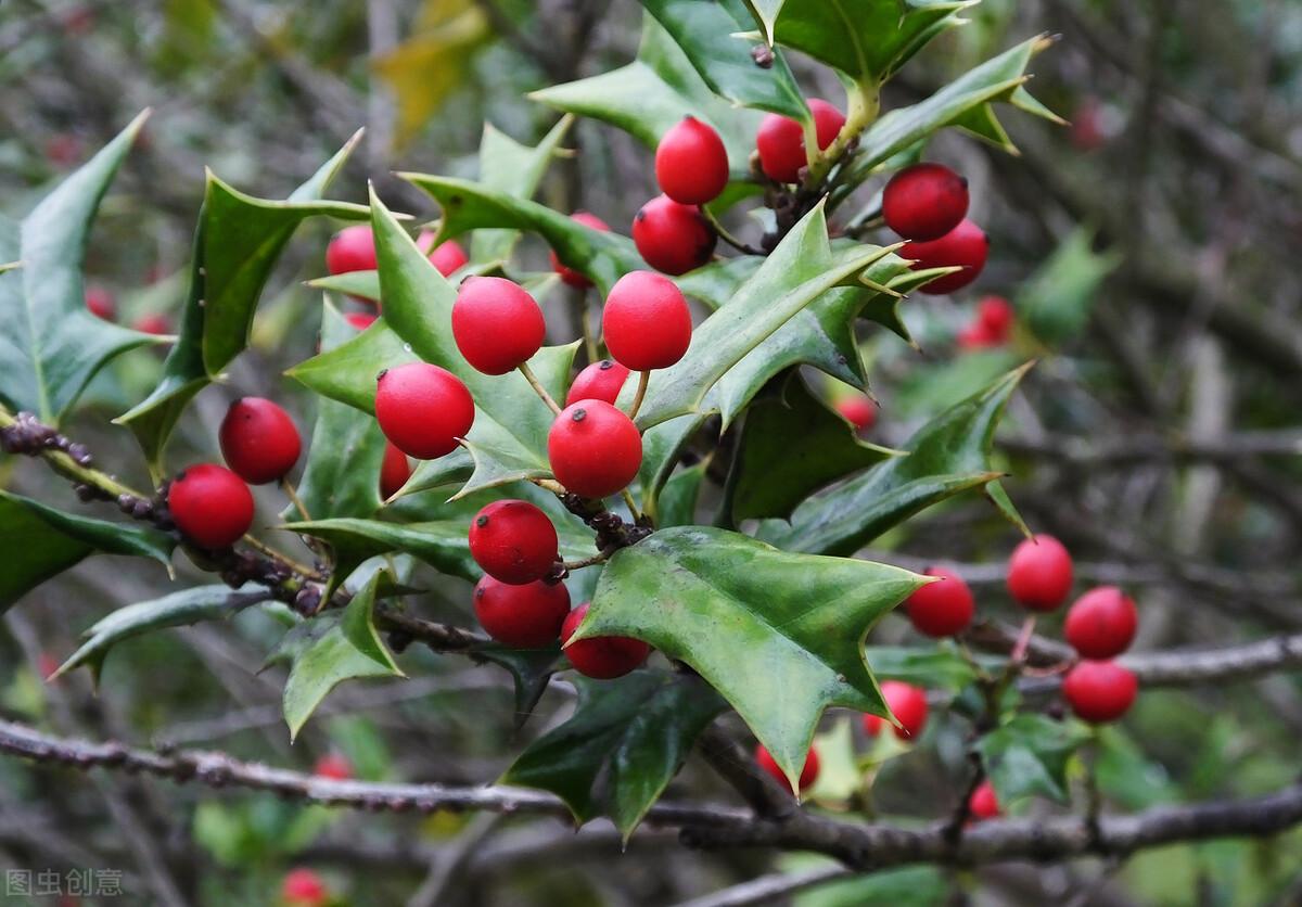 猫儿刺有几种（农村路边常见带刺长长的植物什么名字）