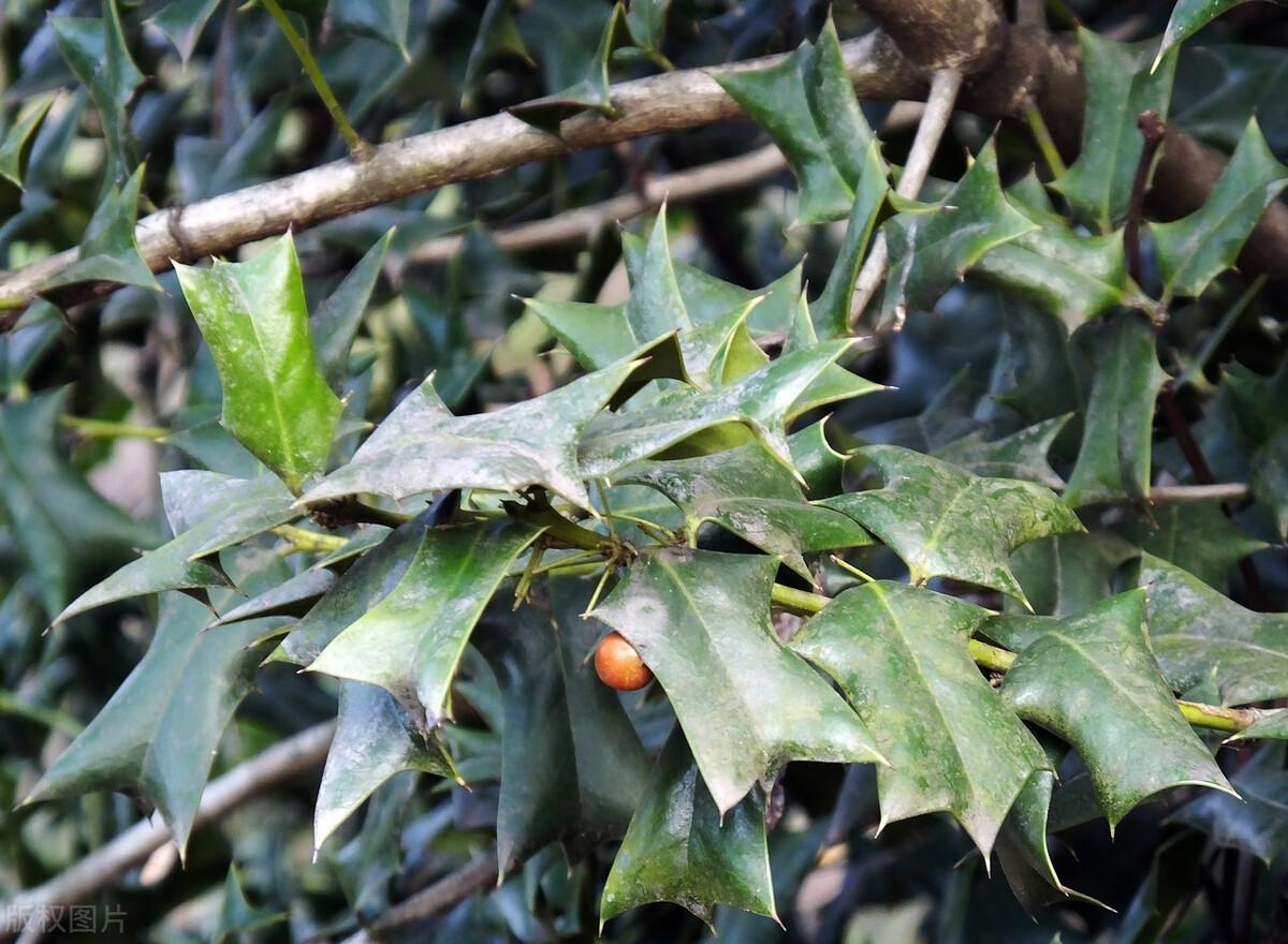 猫儿刺有几种（农村路边常见带刺长长的植物什么名字）