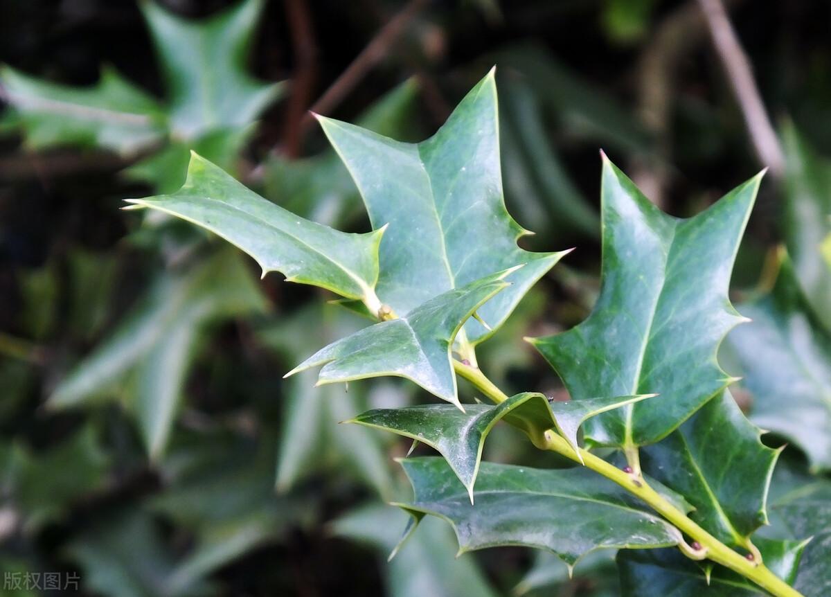 猫儿刺有几种（农村路边常见带刺长长的植物什么名字）