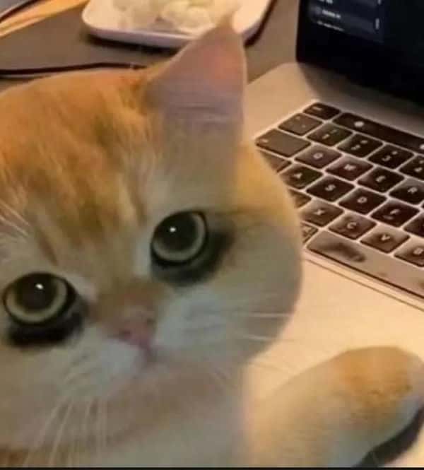 怎么判断射手座是不是喜欢你（怎么知道射手座喜欢你）