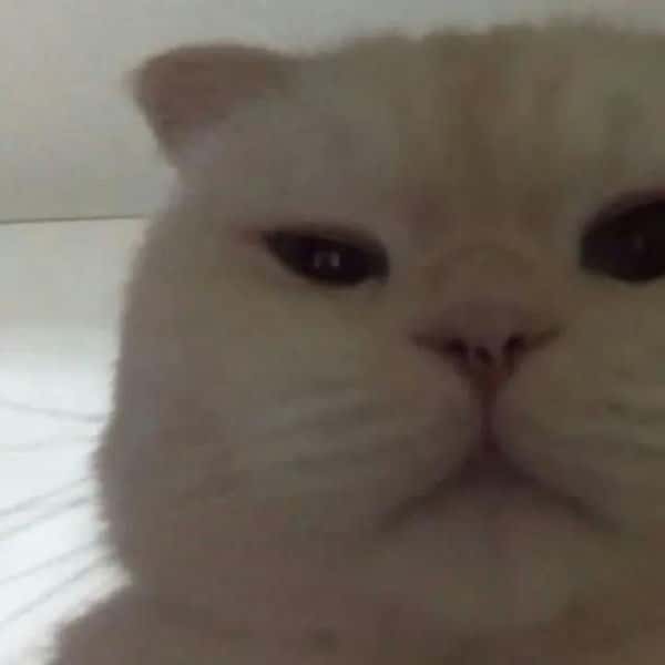 怎么判断射手座是不是喜欢你（怎么知道射手座喜欢你）