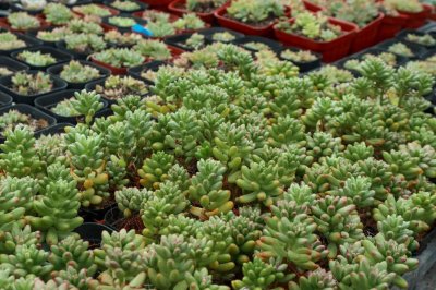 ​新买的虹之玉怎么养