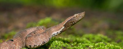 ​蛇是不是变温动物