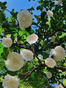 ​白色山茶花｜唯美清新壁纸