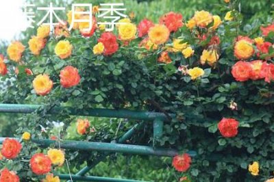 ​藤本月季和灌木月季的区别