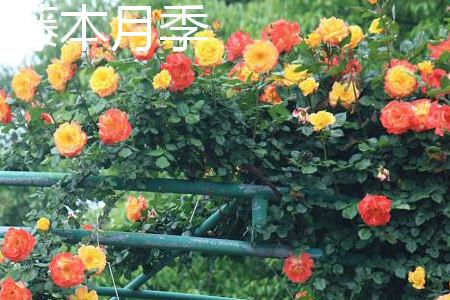 藤本月季树干