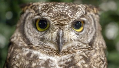 ​猫头鹰是猫科动物吗