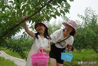 ​广元昭化区1500余亩羌脆李成熟，核小肉厚，清脆可口