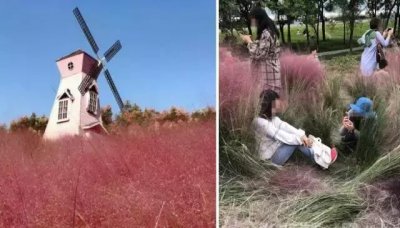 ​种花三年三天被毁！网红花海遭游客疯狂踩踏
