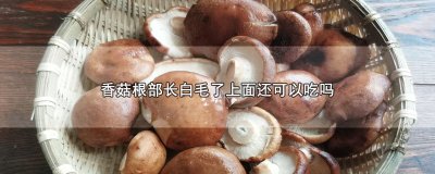 ​香菇根部长白毛了上面还可以吃吗
