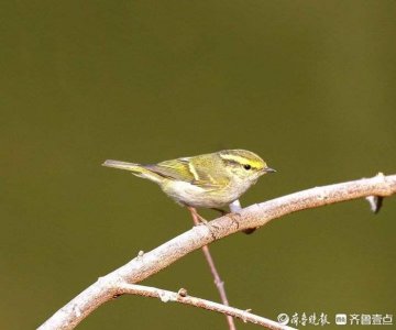 ​这种小鸟太可爱,高速连拍捕捉它!-柳莺鸟