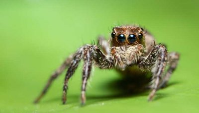 ​长脚盲蛛是益虫还是害虫(长脚盲蛛与蜘蛛的区别)