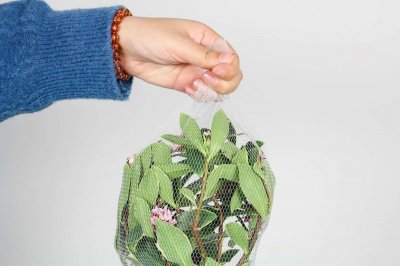 ​毛瑞香如何栽培