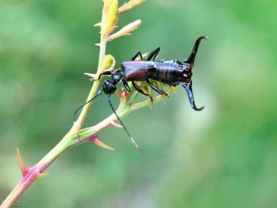 ​你认识蠼螋吗？它是蟑螂克星，经常出现在卫生间，会钻人耳朵里？