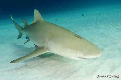 ​柠檬鲨一个好听而可怕的名字，但却让人胆战心惊！